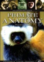 Primate Anatomy