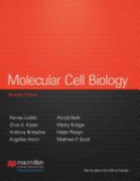 Harvey Lodish,Arnold Berk,Chris A. Kaiser,Monty Krieger,Anthony Bretscher,Hidde Ploegh,Angelika Amon,Matthew P. Scott - Molecular Cell Biology: International Edition