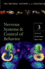 Crustacean Nervous Systems and Their Control of Behavior 