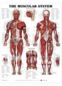 8946 The Muscular System