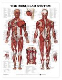 Veľký - 8946 The Muscular System